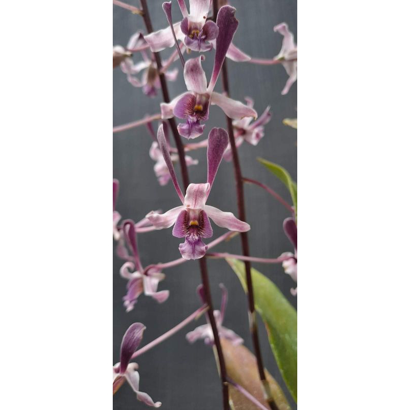 dendrobium lineale blue