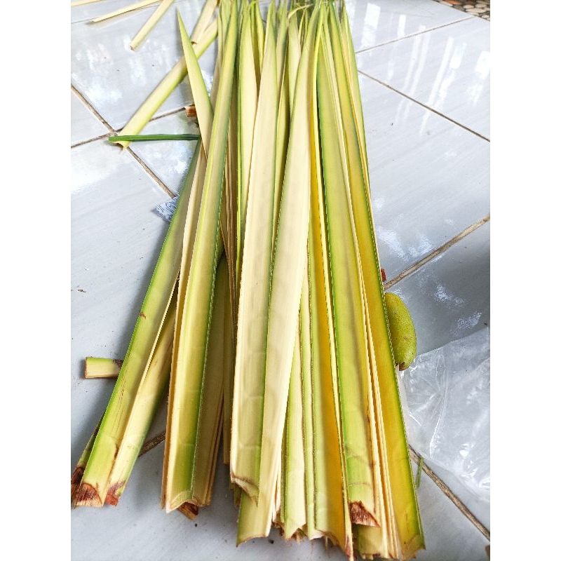 

Daun kelapa muda janur kuning per 50 lembar