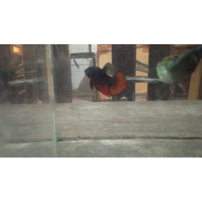 Ikan Cupang Avatar Cooper /AVC