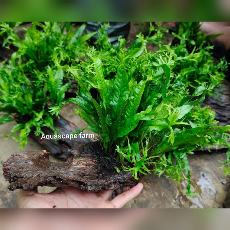 hardscape kayu rentek windelov hiasan aquarium paludarium
