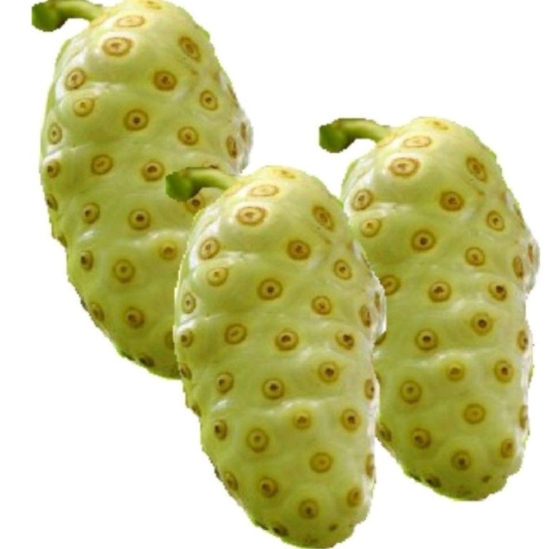 

buah mengkudu segar/cangkudu 1kg