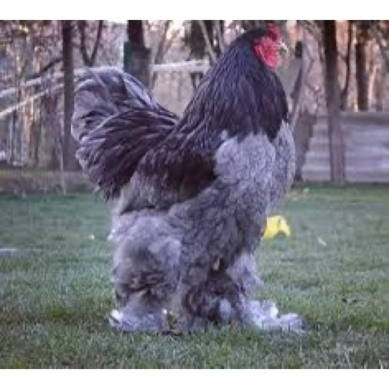 

TELUR FERTIL AYAM BRAHMA LARGE UNTUK DITETASKAN