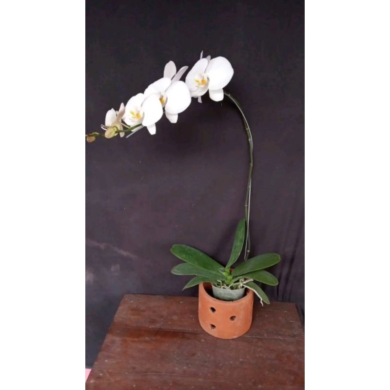 Anggrek bulan bunga putih dewasa