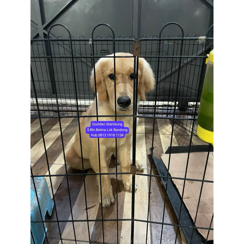 anjing golden stanbum asli