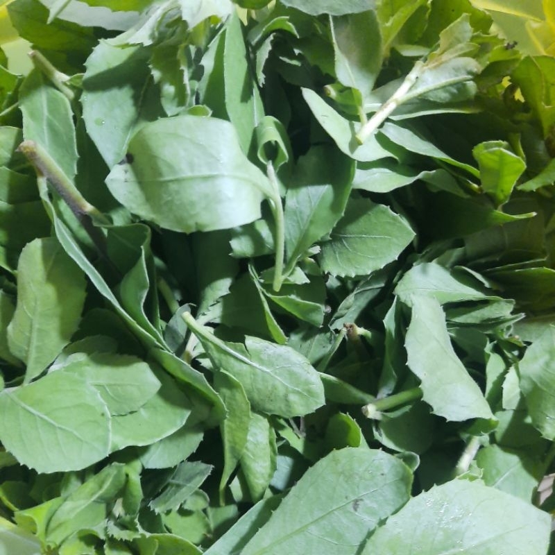 

DAUN BELUNTAS [ PETIK ] 200 gram