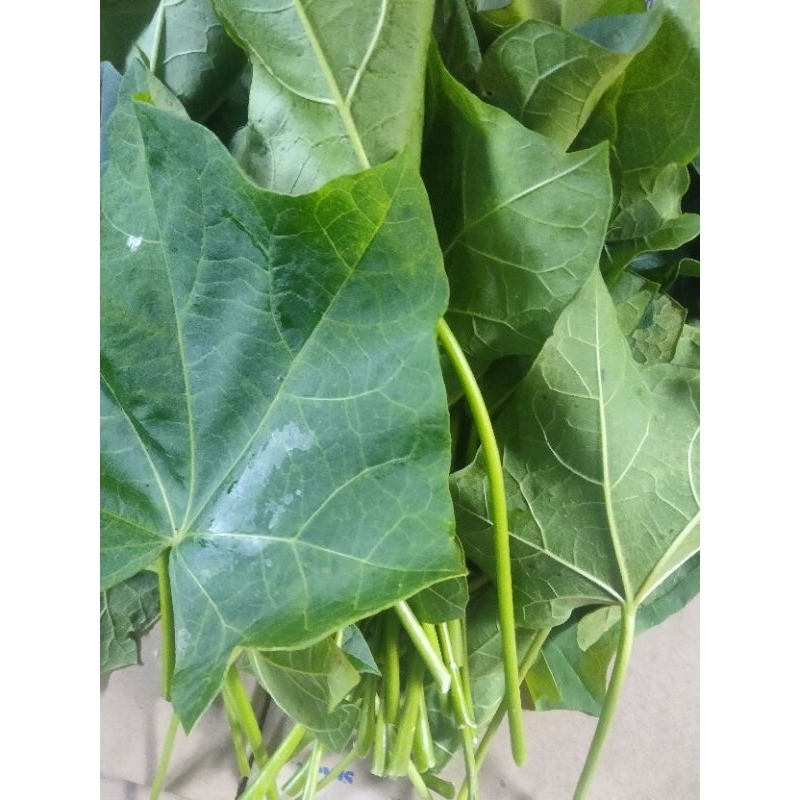 

jual daun jarak segar daun herbal alami