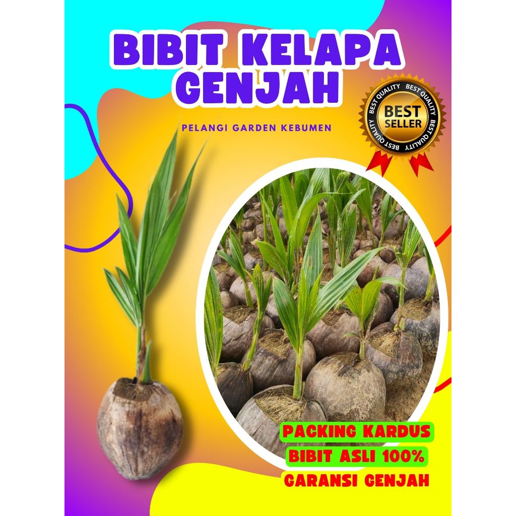 TERBAIK.. Tanaman Buah Kelapa Kopyor Besar, Tanaman Buah Kelapa Kopyor Bogor, Tanaman Buah Kelapa Ko
