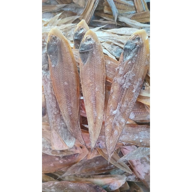 

Ikan sebelah/Lidah asin