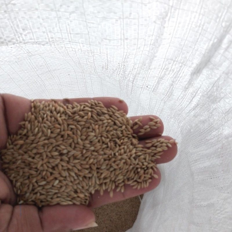 canary seed