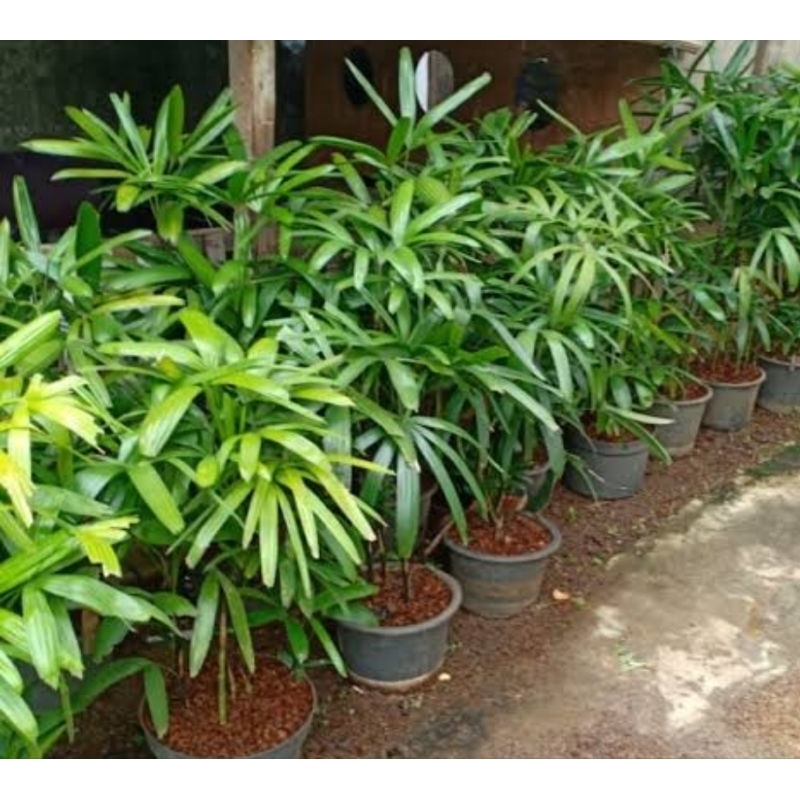 Palem waregu /tanaman hias waregu/palem penjalinan