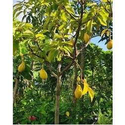 entres alpukat yellow vietnam - batang segar alpukat yellow vietnam - cutting alpukat yellow vietnam