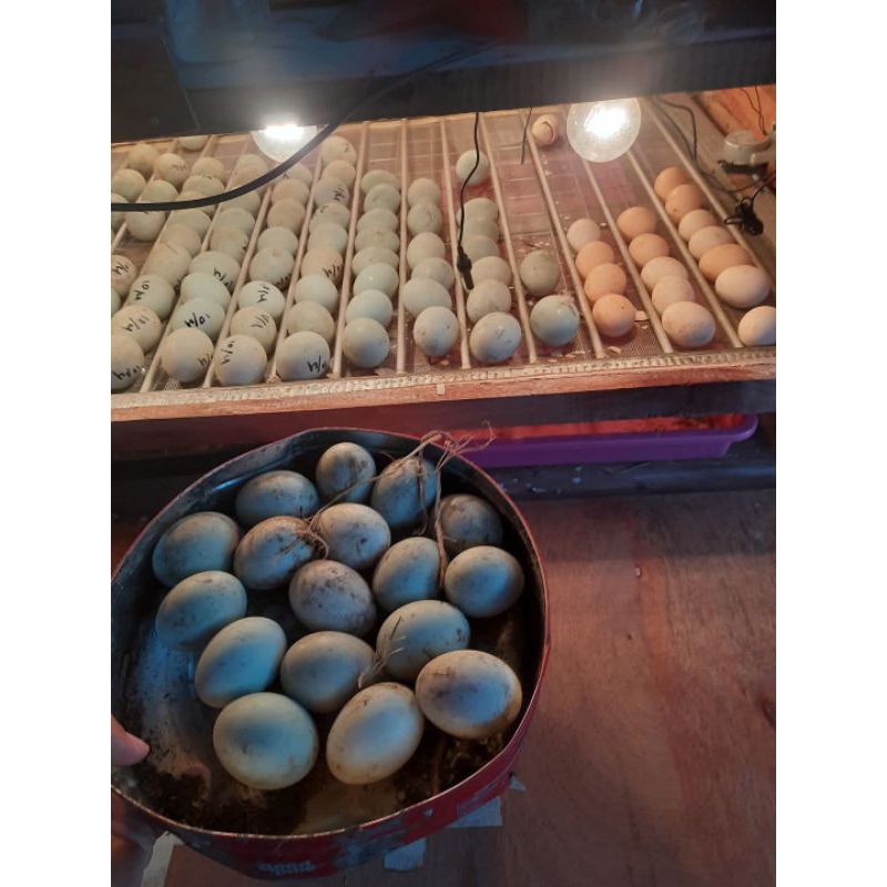 

TELUR BEBEK FERTIL ALAMI