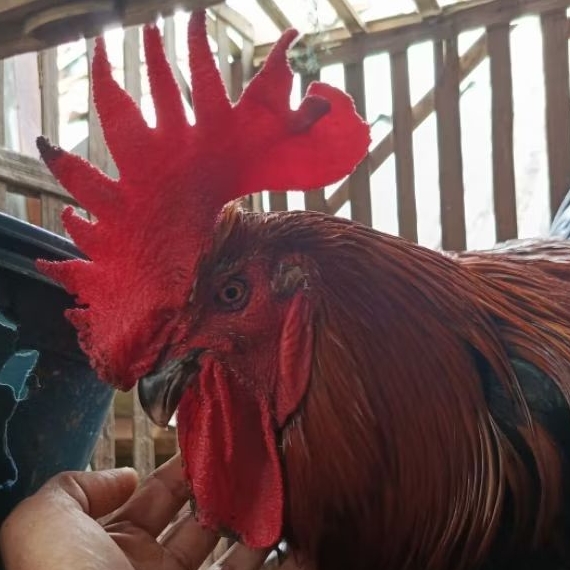 

ayam pelung dewasa x1