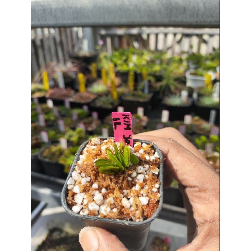 Dionaea Muscipula Kim Jong il/Venus flytrap