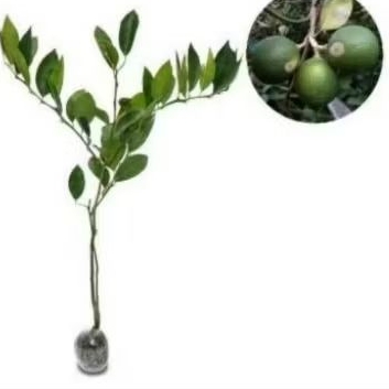 bibit jeruk baby