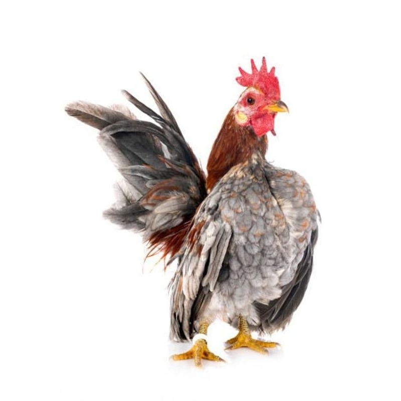 

Telur Tetas Ayam Serama Malaysia Fertil siap untuk ditetaskan