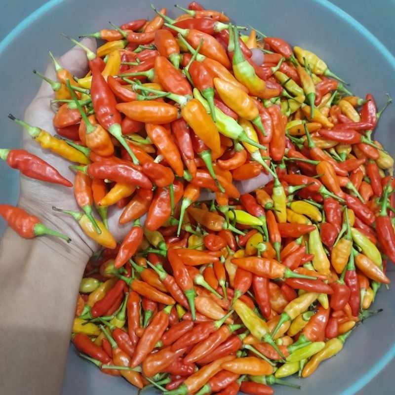

Cabe rawit merah fresh super pedas