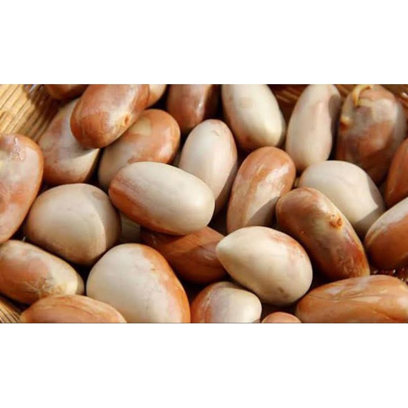 

biji nangka segar 1kg