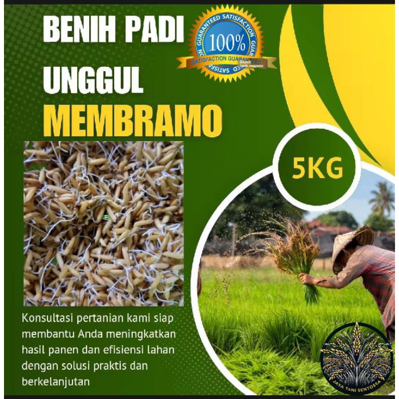BENIH BIBIT PADI UNGGUL MEMBRAMO KEMASAN 5KG