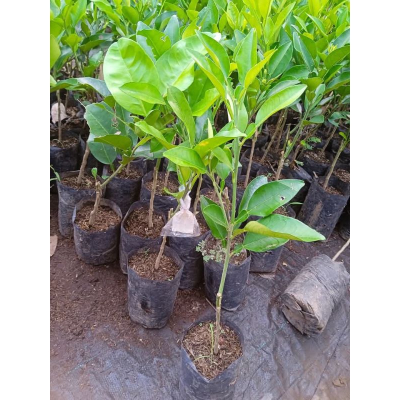 jeruk bibit pamelo bali sudah siap berbuah