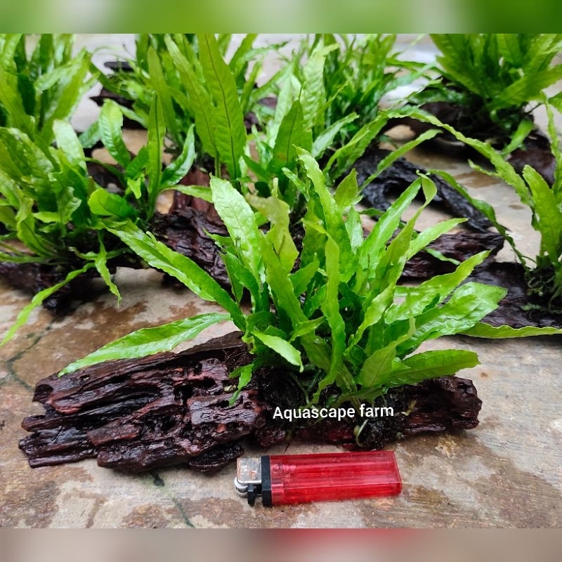 kayu rentek java fern aquascape-aquarium paludarium