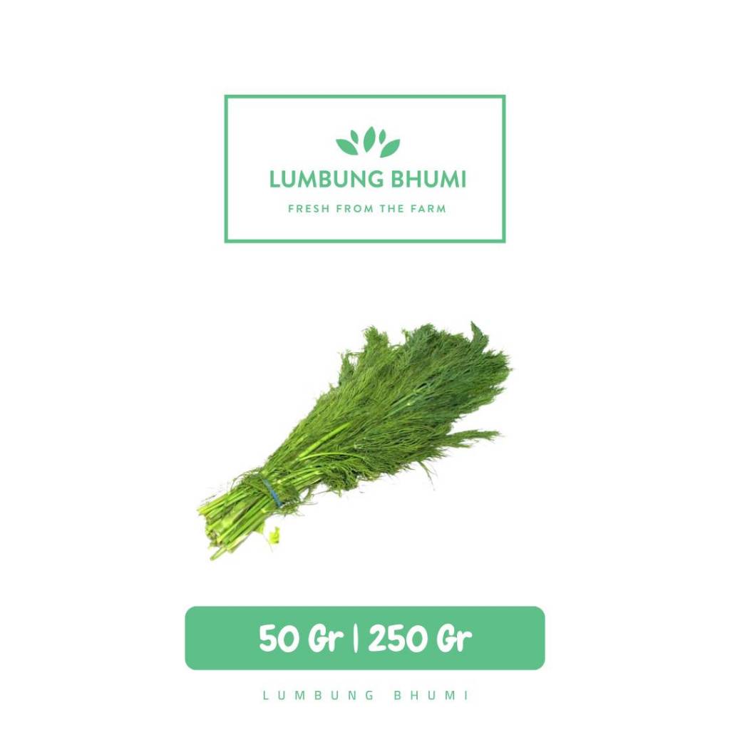 

Daun Dill Adas Sayur - Lumbung Bhumi