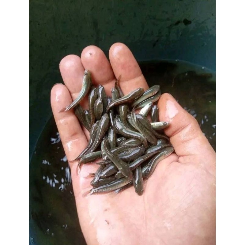 Bibit Ikan Gabus Sawah Ukuran 7-8 Isi 100 Ekor