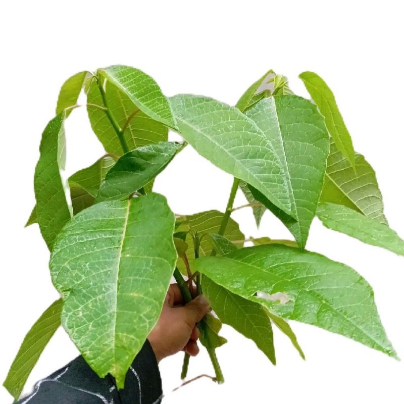 

Daun kastuba segar untuk lalapan paket 500 gram