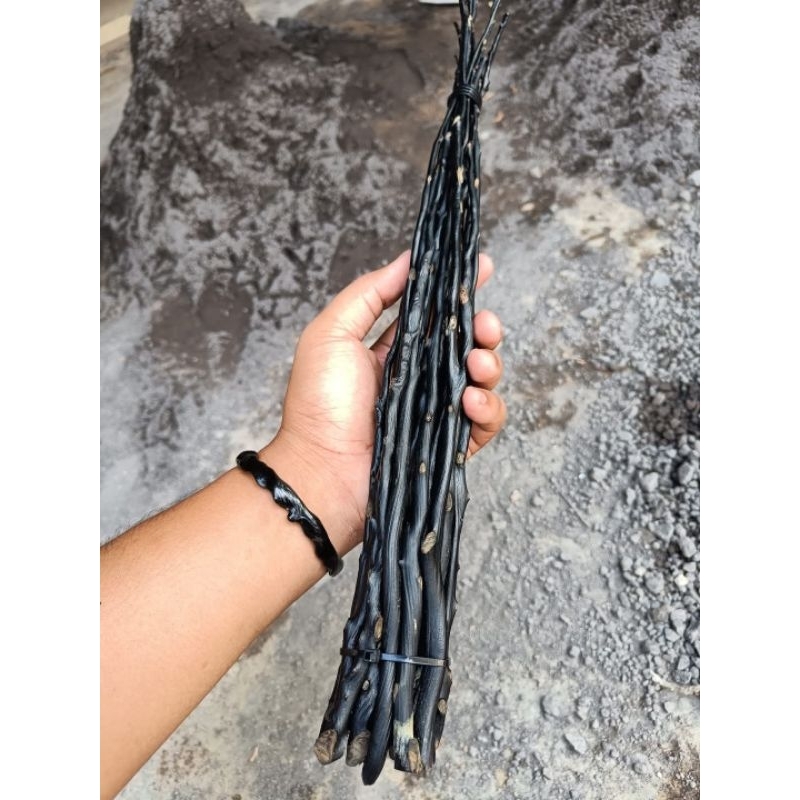 POHON AKAR BAHAR BAHAN GELANG