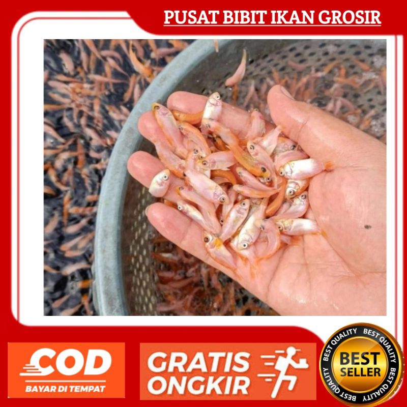 Bibit Ikan Nila Isi 100 Ekor Ukuran kuku Murah & Berkualitas  | Bibit Nila isi 100 Ekor