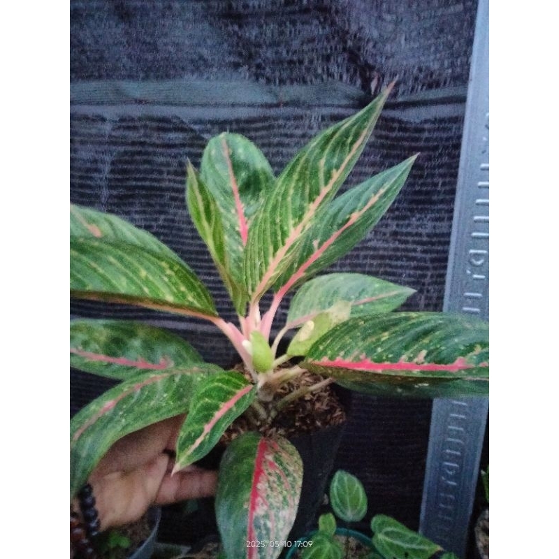 aglonema green legacy