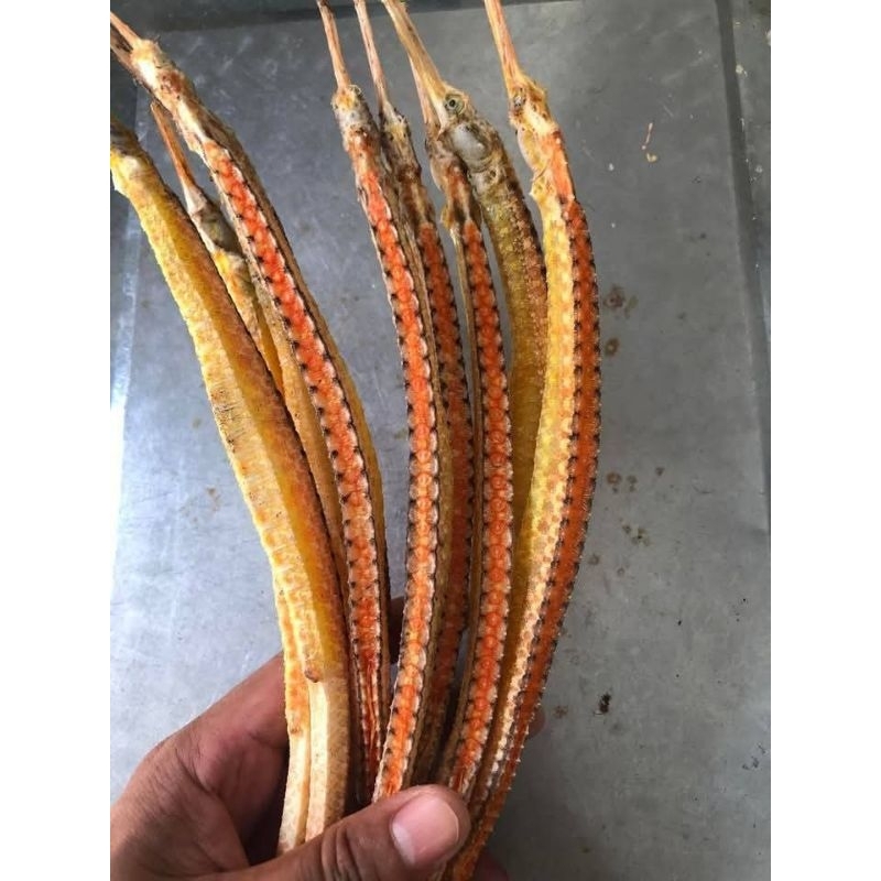 

HAI LONG NAGA LAUT BESAR PROMO