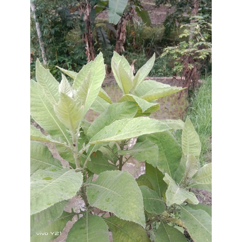 

daun sembung segar 100/gram