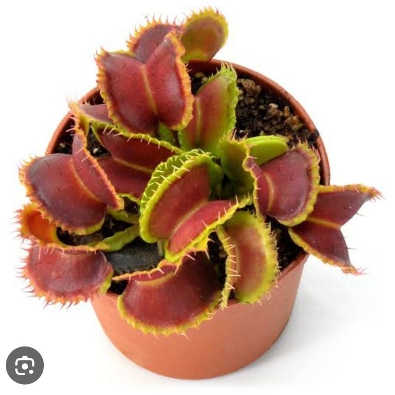 

Dionaea Mutant #1 / Venus Mutant #1