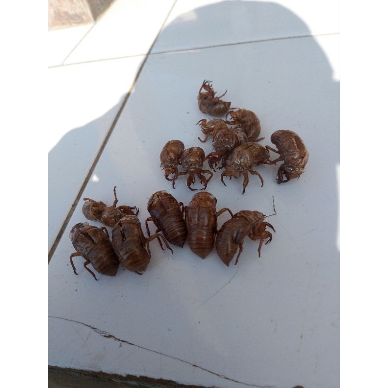 

tonggeret kering 10gram