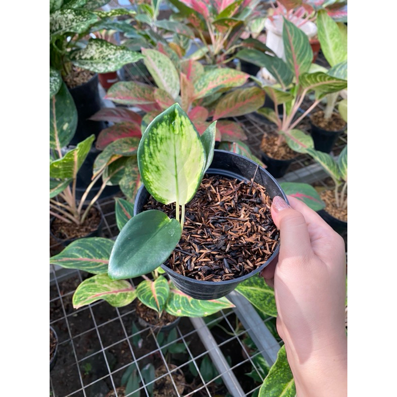 Aglaonema kochin cahaya