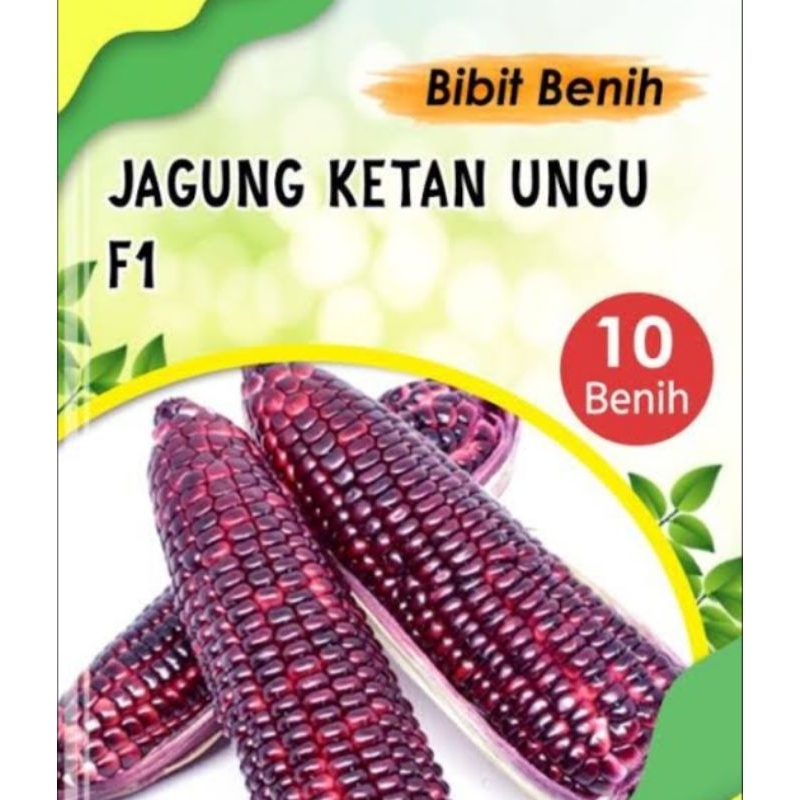 bibit jagung ketan ungu