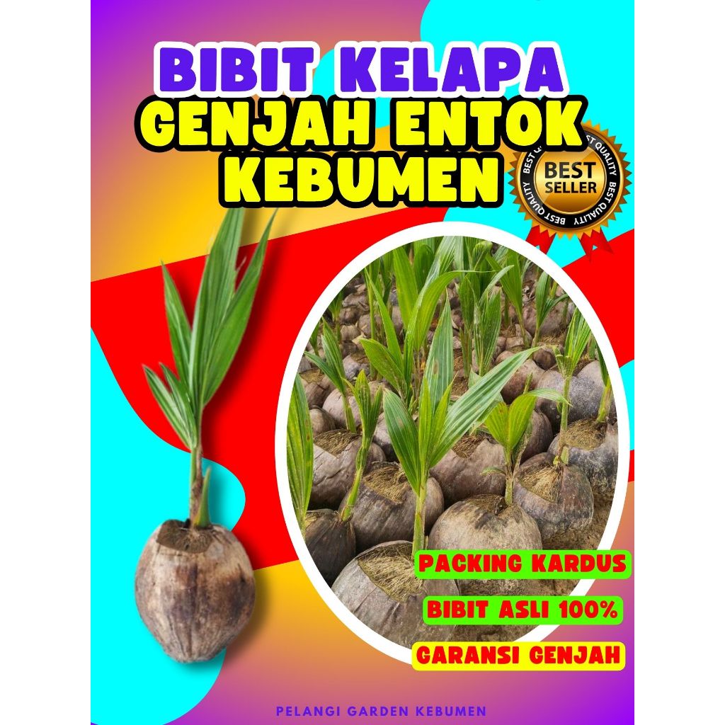 CEPAT BUAH..  Bibit Kelapa Kebumen, Bibit Kelapa Kopyor Original, Bibit Kelapa Kopyor Hijau