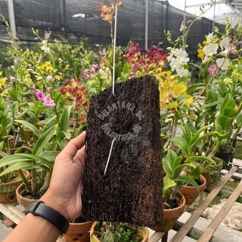 Papan Pakis lempeng -Media Tanam Anggrek-Akar Pakis