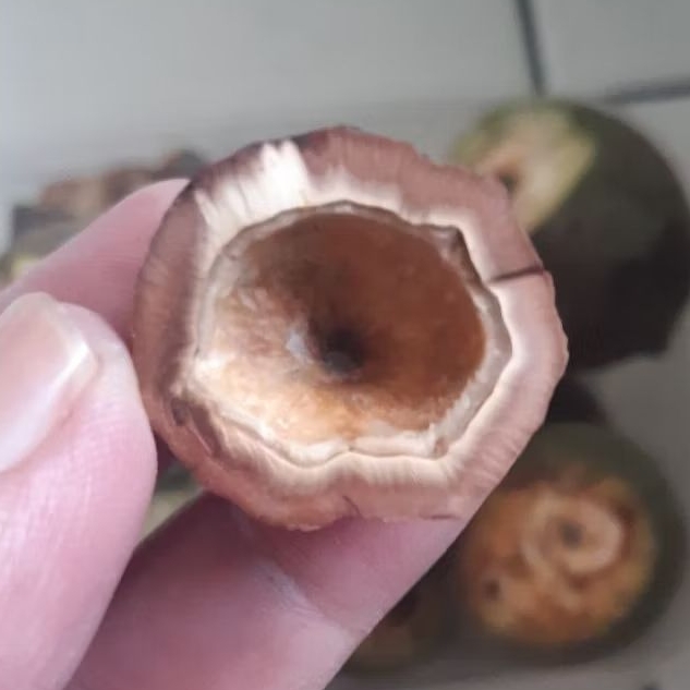 Kemiri Muncang Adu Yanti Lipen Ori cangklongan