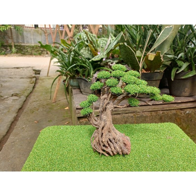 bonsai mini aquascape