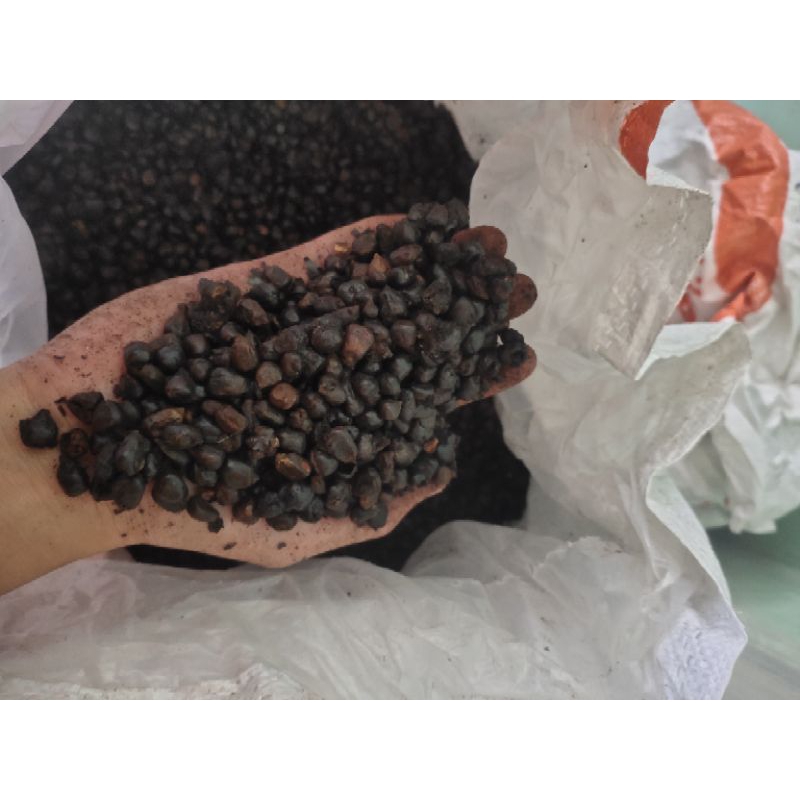 

TERMURAH!!!JAGUNG ROASTING 1 KG