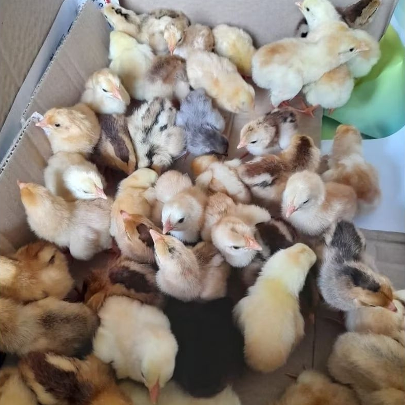 ANAK AYAM (DOC KUB) dan AYAM PETELUR Usia 4 - 7 Hari