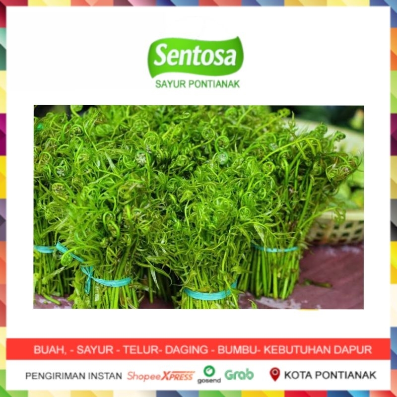 

Pakis Pontianak Per Ikat Sentosa Sayur Pontianak