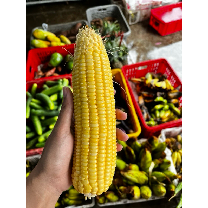 

INSTAN- Jagung Manis per Biji Segar | Jagung Segar