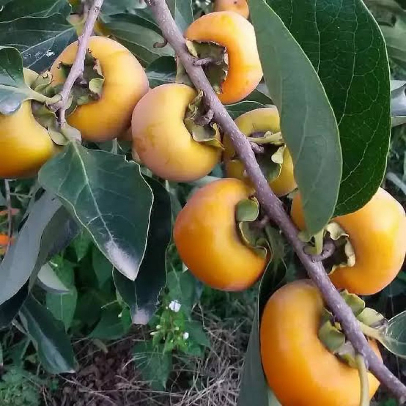 

Buah kesemek 1 kg fresh di petik jika ada pesan an masuk