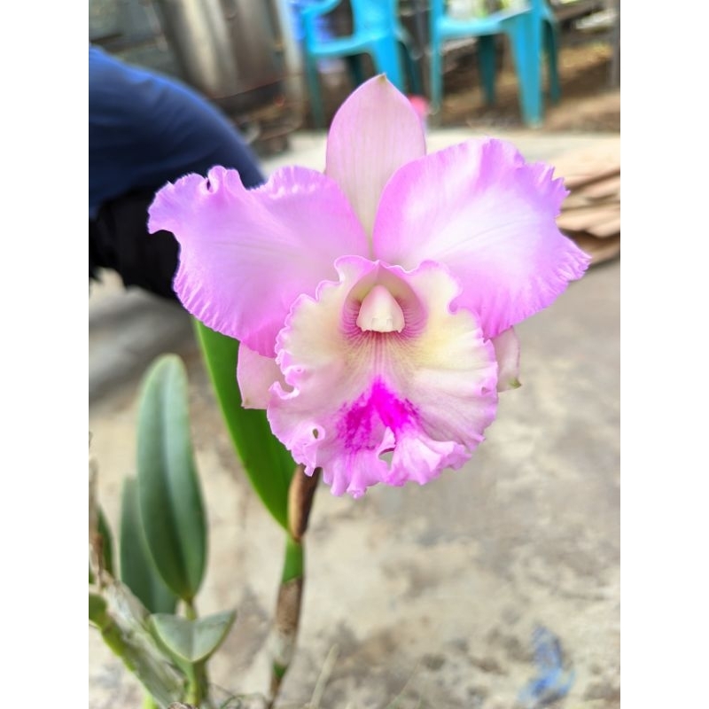 anggrek cattleya siap berbunga