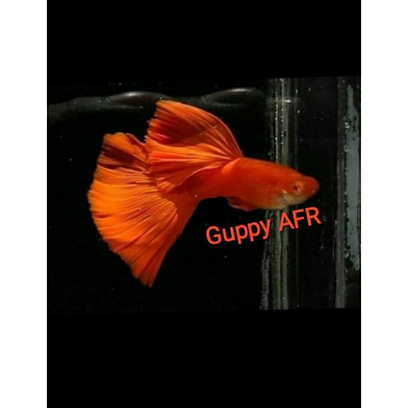 Guppy AFR