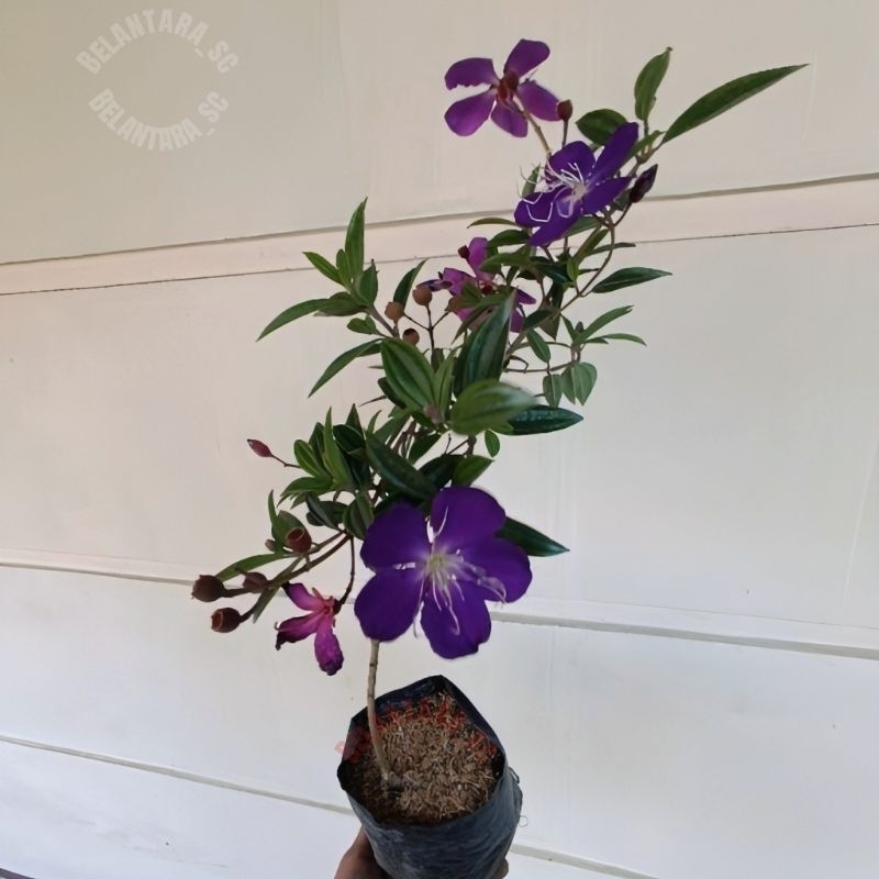 New Tanaman Hias Pohon Senggani/Tanaman Senggani Siap Tanam.