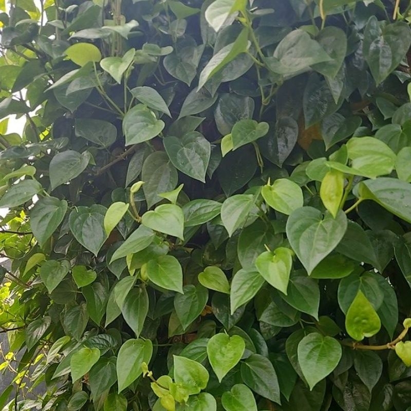 

Daun Sirih Hijau Temu Rose (Temu ruas daun)